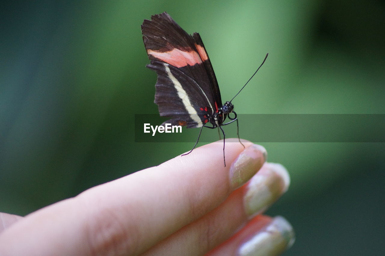 Close-up of butterfly on woman finger