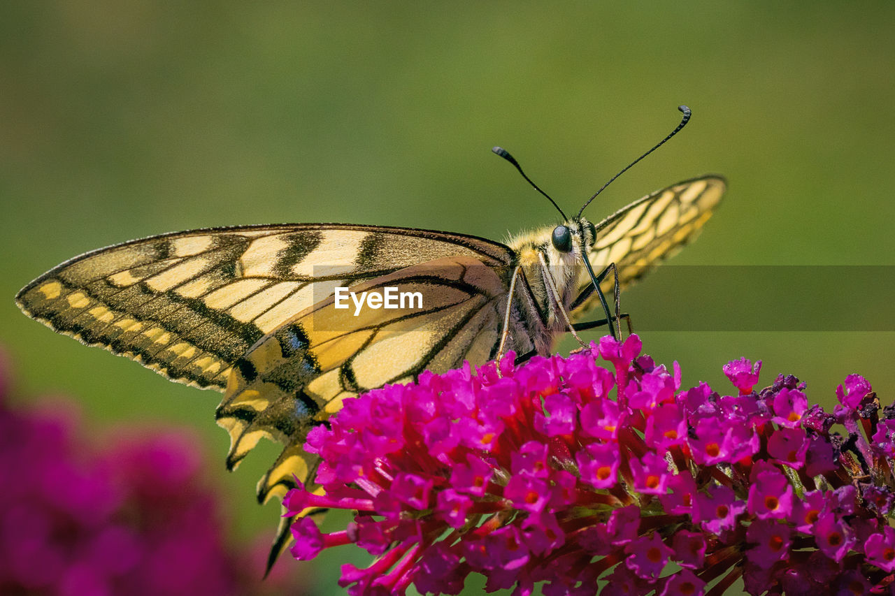 Close-up of butterfly pollinating on pink flower