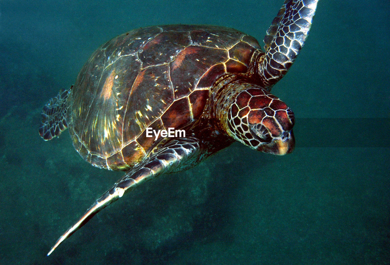 Close-up of sea turtle swimming in ocean