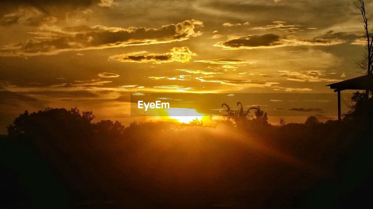 SILHOUETTE OF TREES AT SUNSET