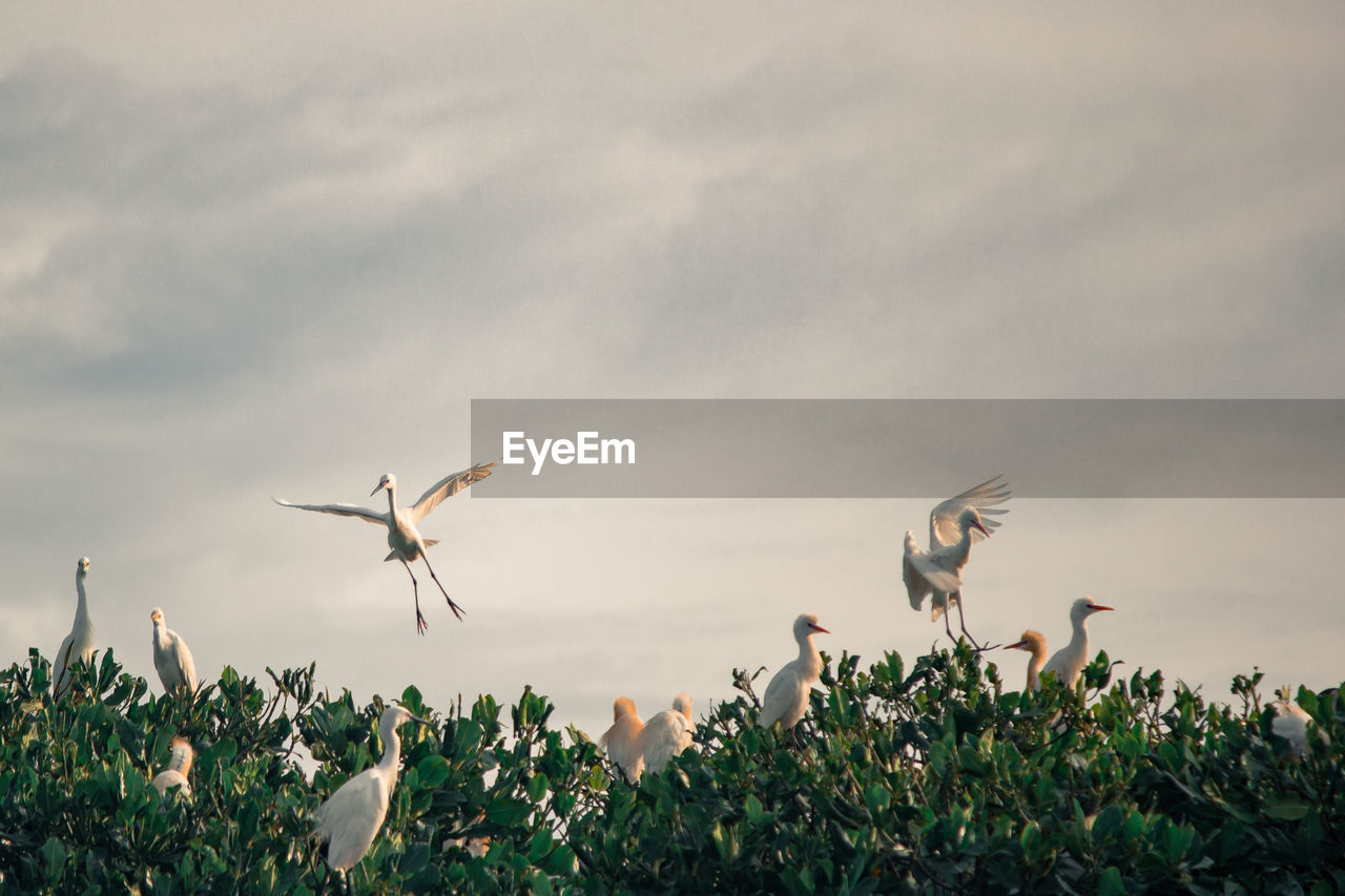 Birds flying over the sky