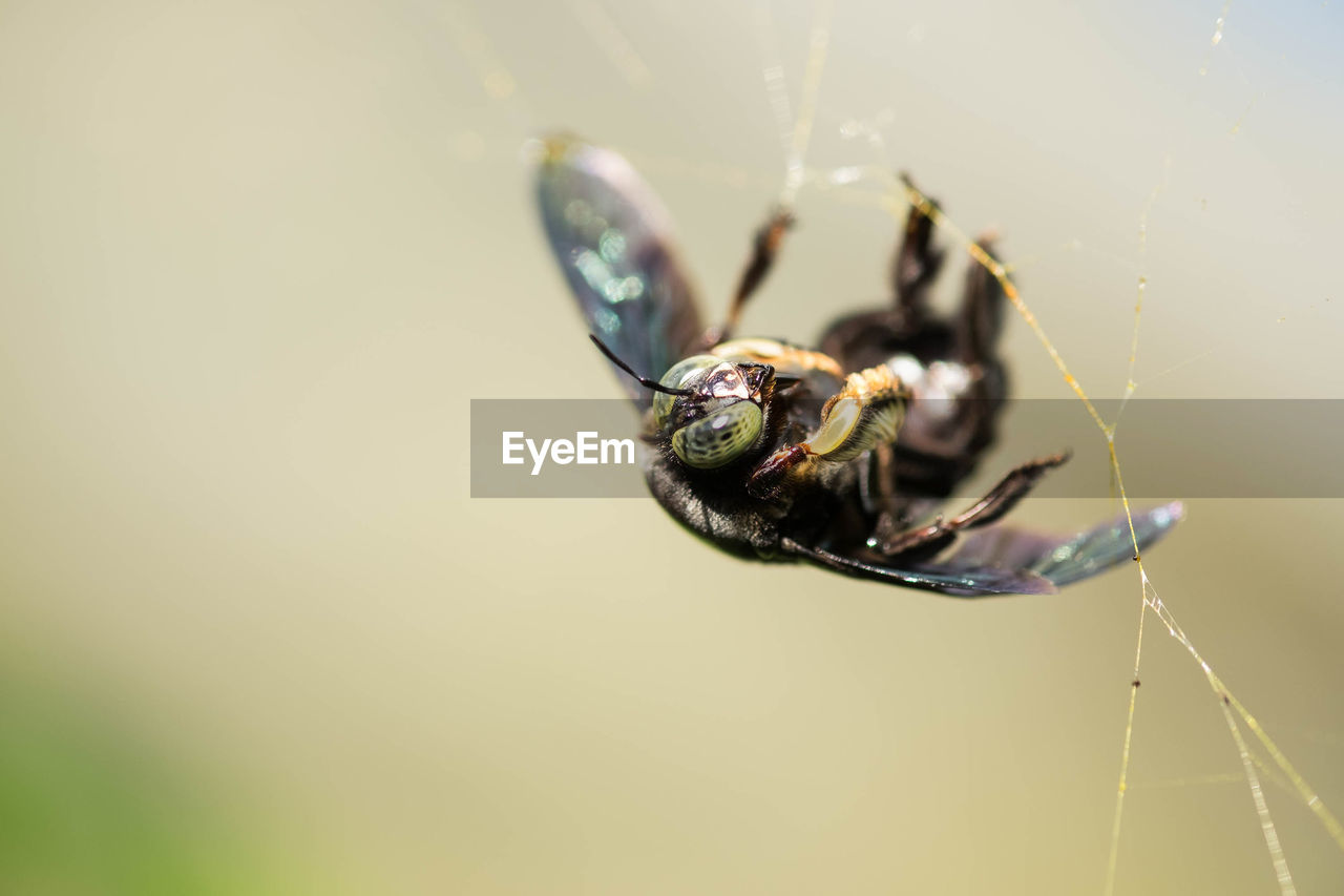 Close-up of spider on web