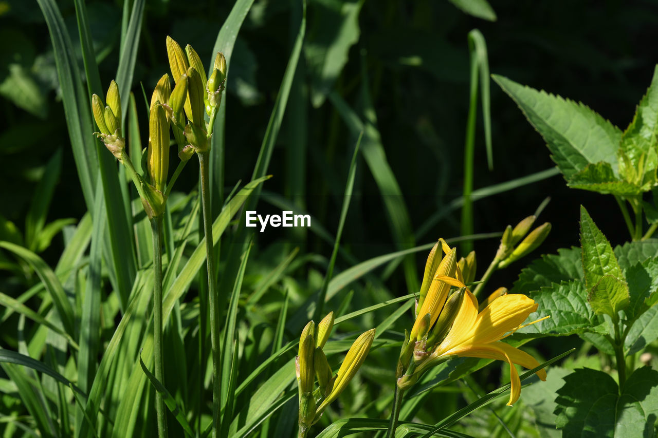 CLOSE-UP OF YELLOW FLOWERING PLANT