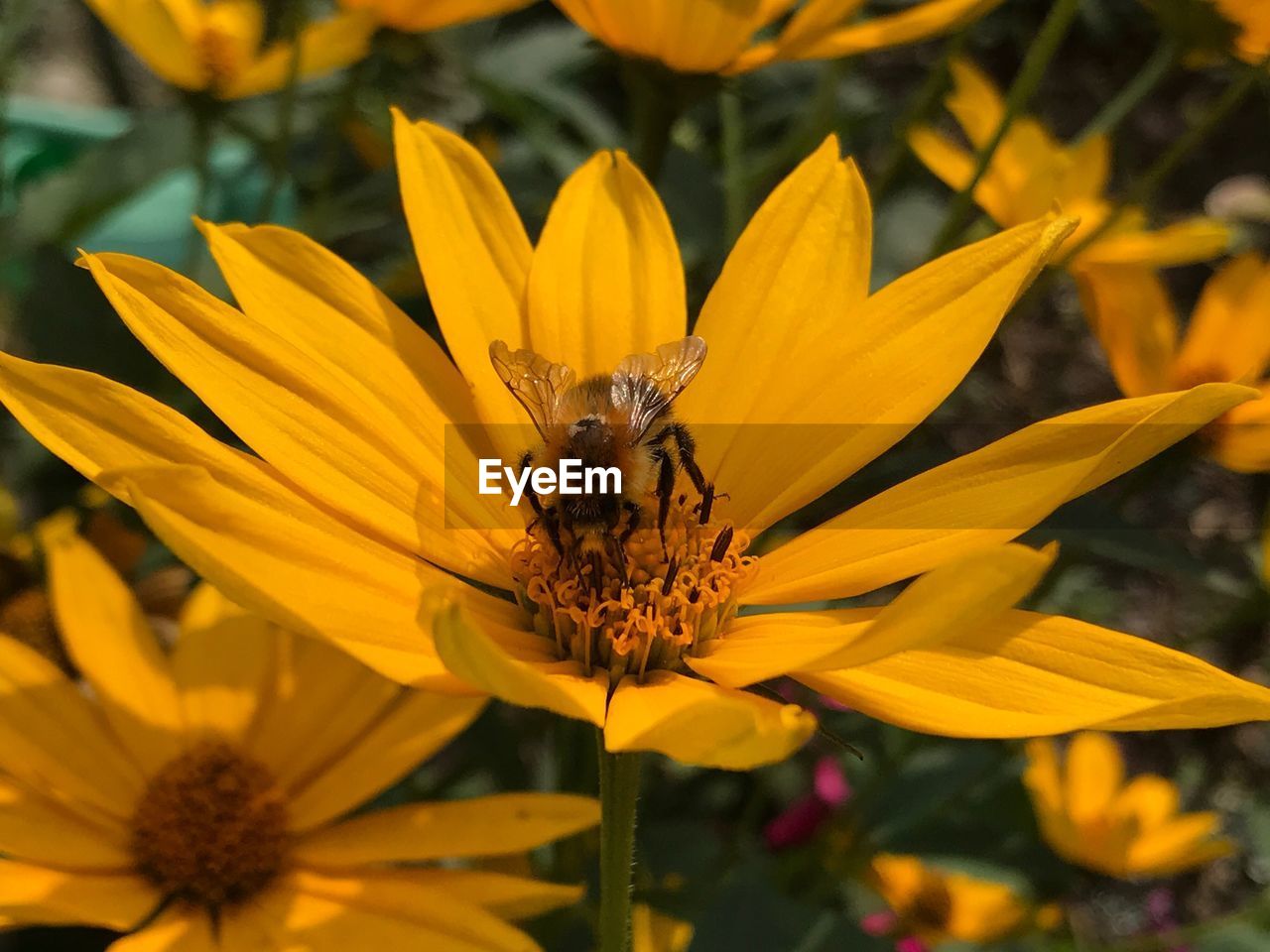 CLOSE-UP OF BEE POLLINATING YELLOW FLOWER