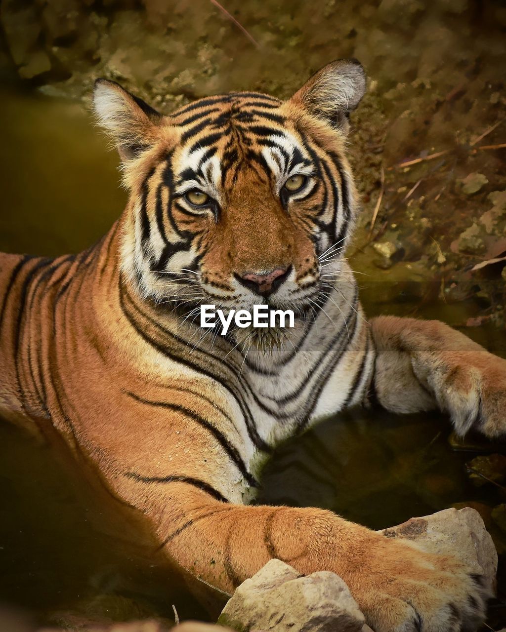 CLOSE-UP PORTRAIT OF A TIGER IN ZOO