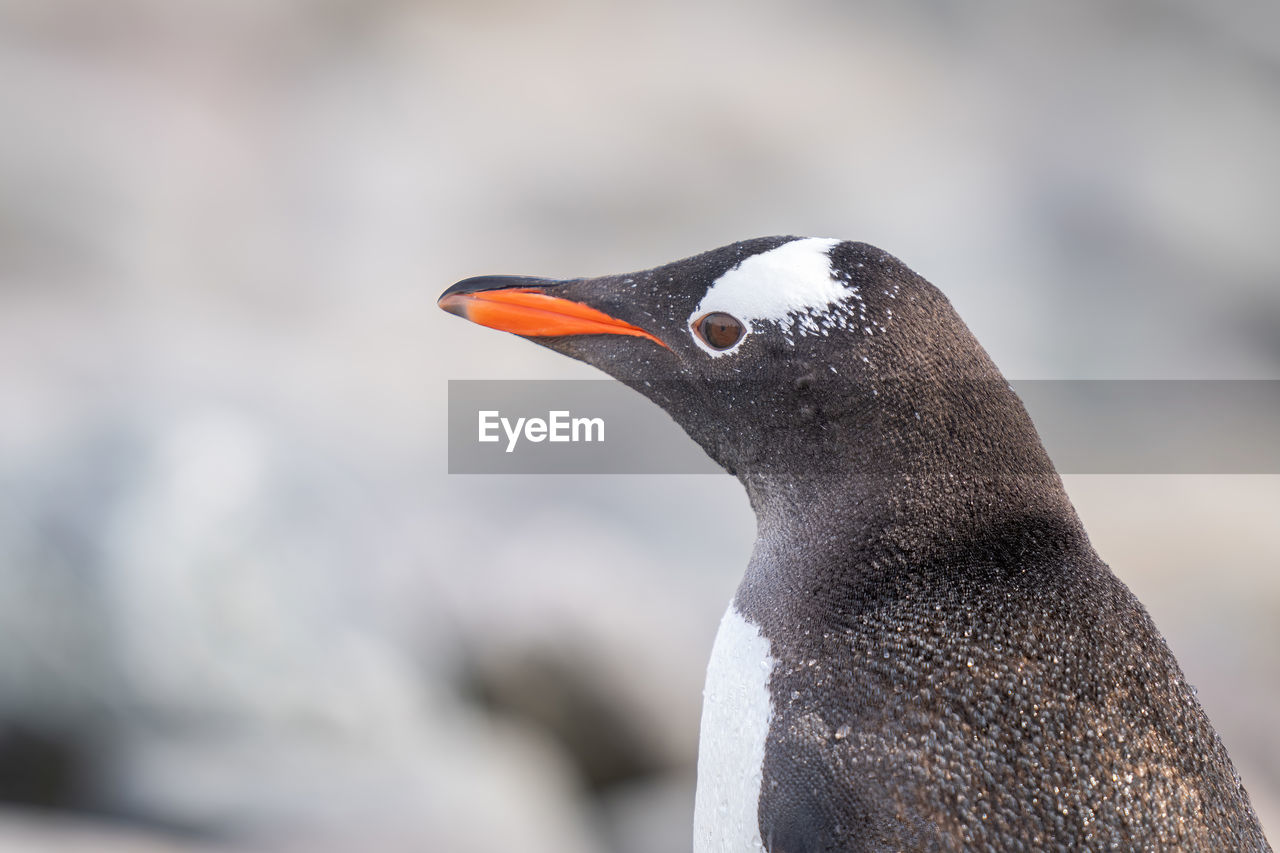 Close-up of sunlit gentoo penguin facing left