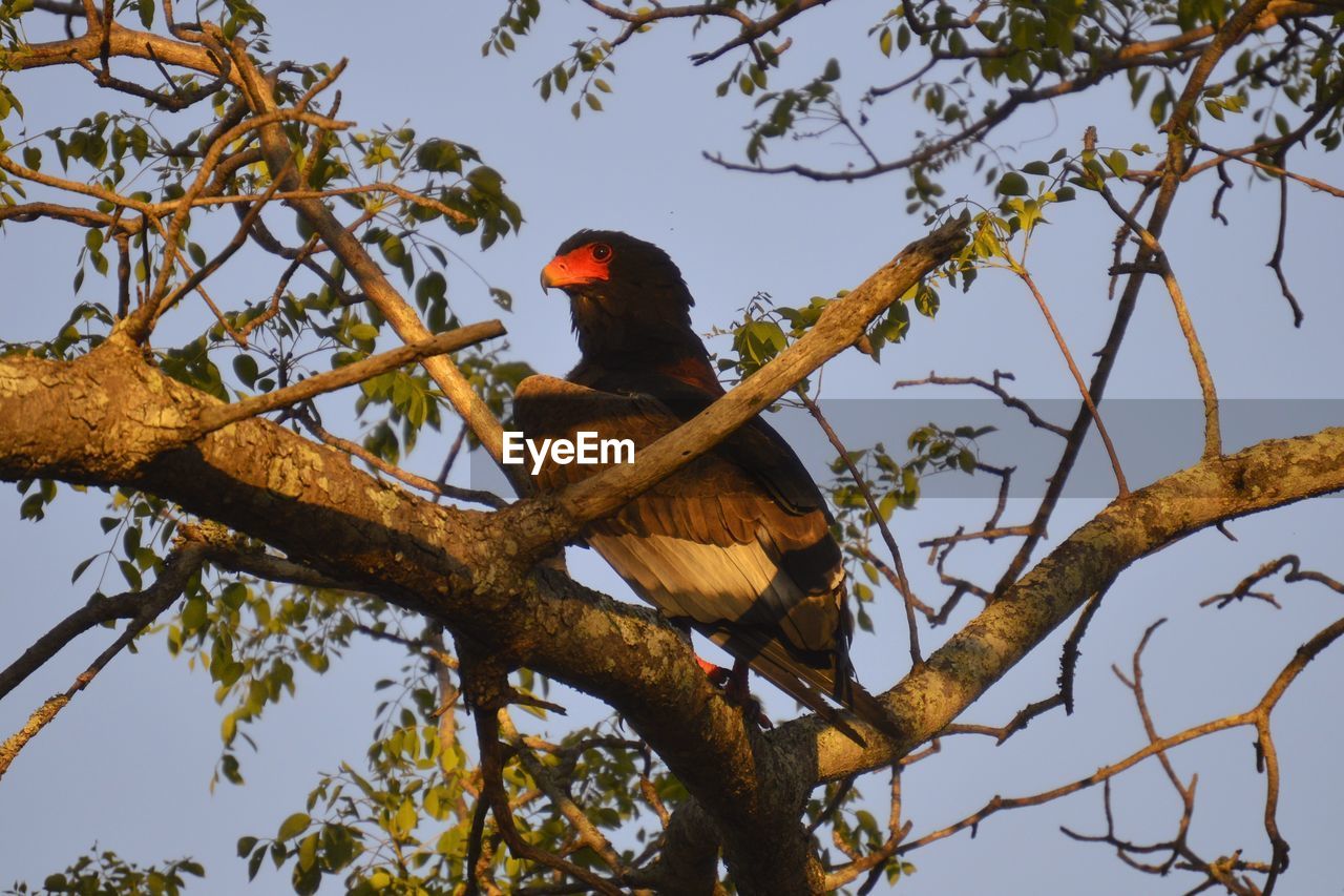 Bateleur eagle sitting in tree