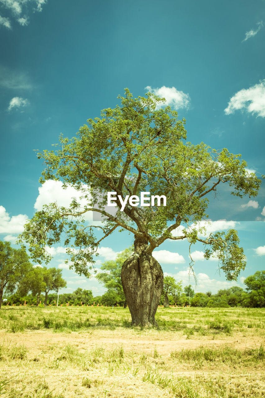 Tree on field against sky