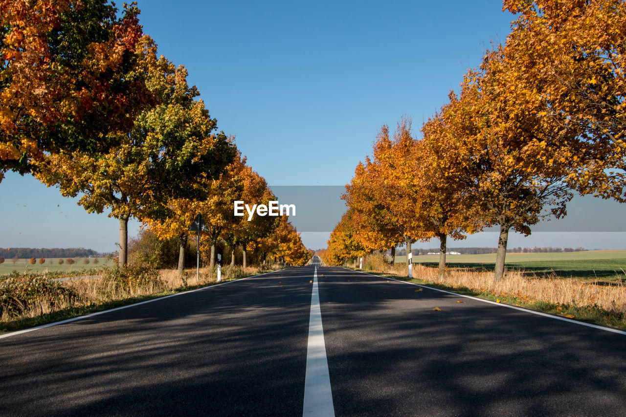 ROAD BY TREES AGAINST CLEAR SKY