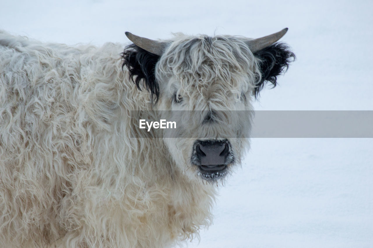 Close-up of highland cattle on snow field