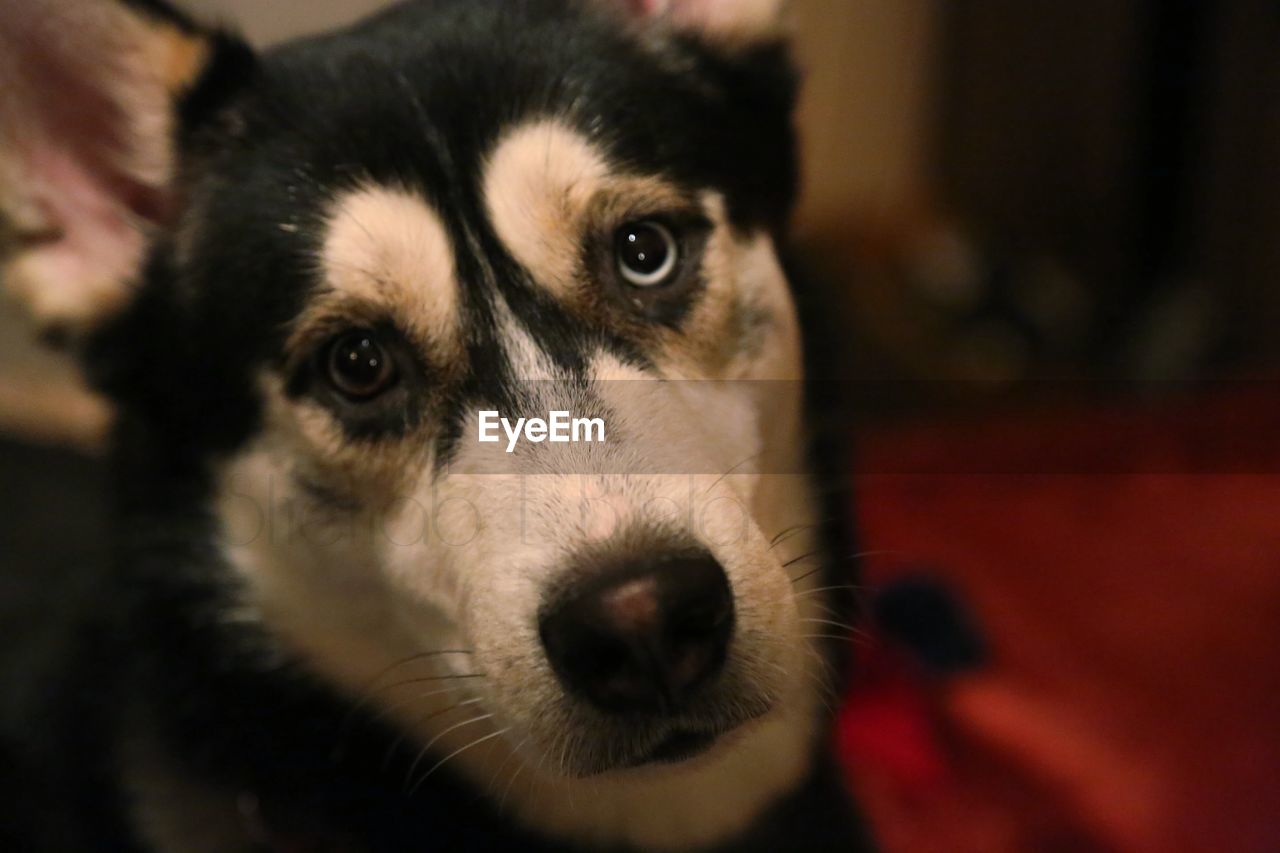 CLOSE-UP PORTRAIT OF PUPPY AT HOME