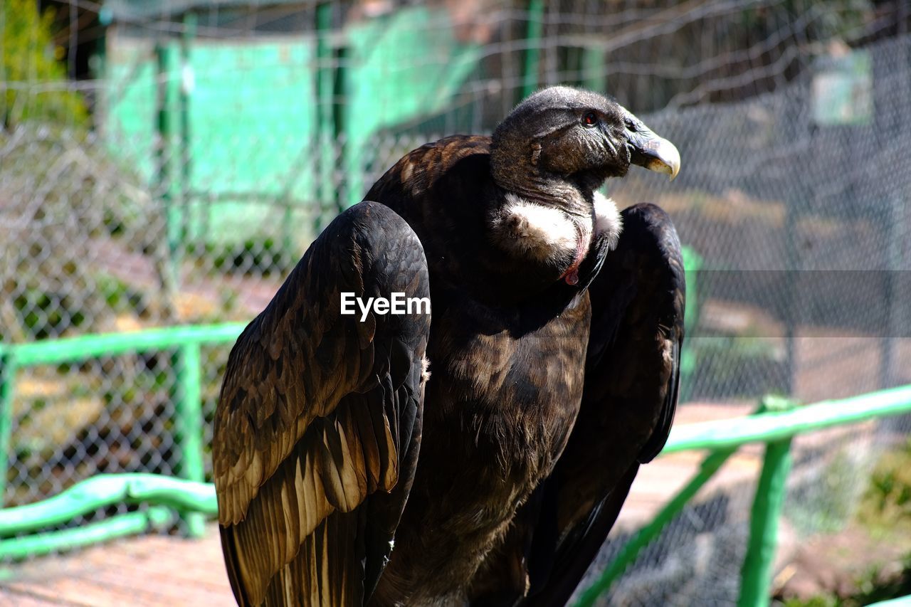 Close-up of peruvian condor