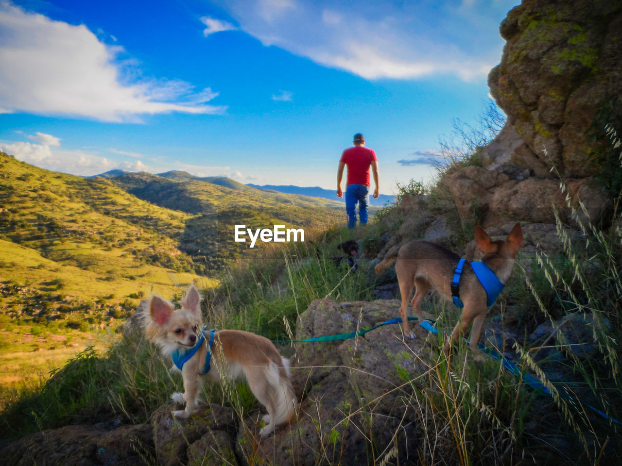 Dogs standing on rock while man walking in background