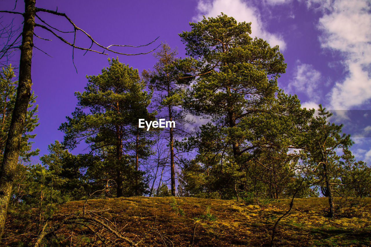 TREES GROWING AGAINST SKY