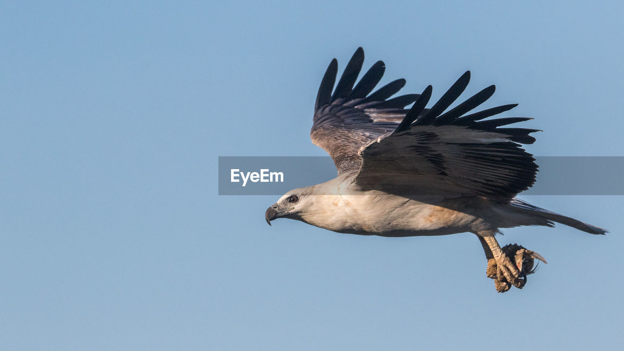 Low angle view of eagle flying against clear sky