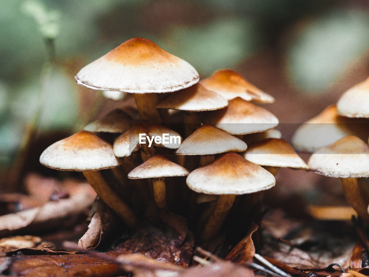 fungus, mushroom, vegetable, food, growth, plant, forest, close-up, nature, tree, land, toadstool, food and drink, no people, edible mushroom, beauty in nature, fragility, autumn, focus on foreground, macro photography, selective focus, day, outdoors, freshness, brown, surface level, oyster mushroom, woodland