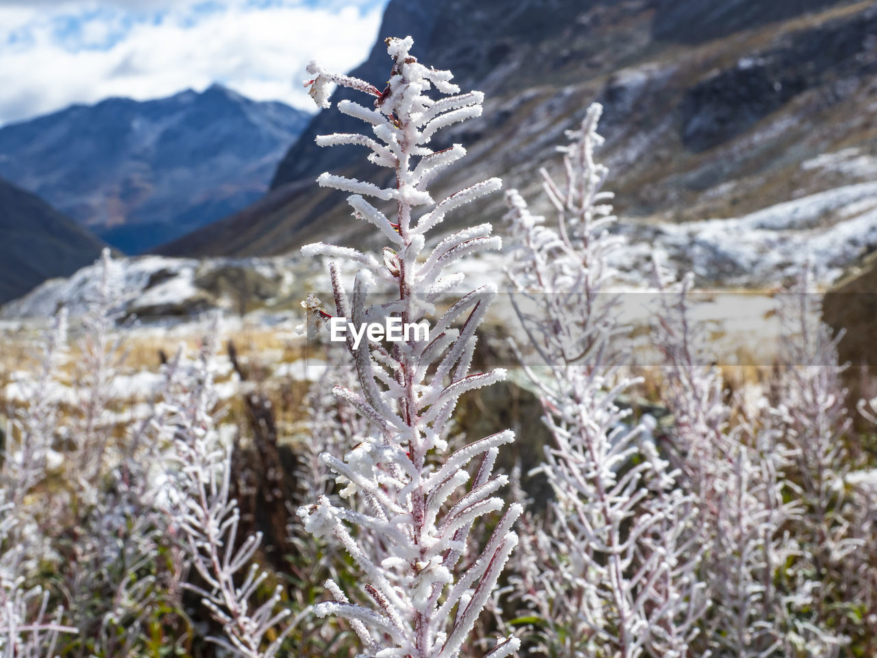 snow, winter, cold temperature, mountain, nature, plant, environment, landscape, scenics - nature, beauty in nature, mountain range, land, frozen, coniferous tree, tranquility, frost, day, no people, ice, pinaceae, snowcapped mountain, sky, tranquil scene, pine tree, flower, outdoors, tree, non-urban scene, travel destinations, travel, focus on foreground, sunlight, wilderness, forest, holiday, grass, pine woodland