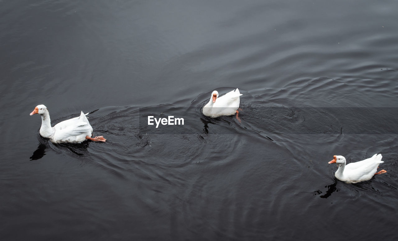 High angle view of ducks swimming in lake