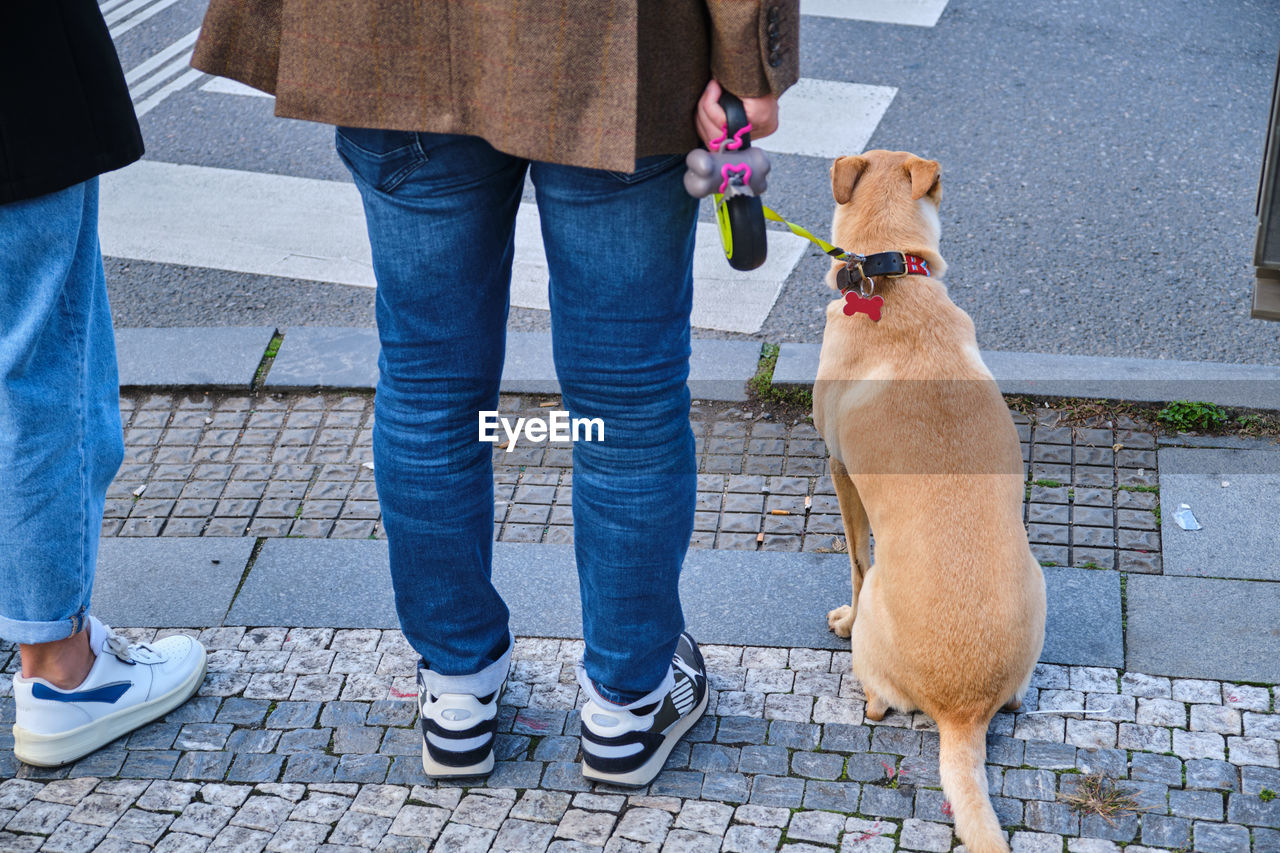 low section of man with dogs on footpath