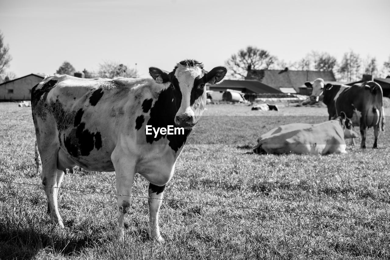 Cows grazing in the field