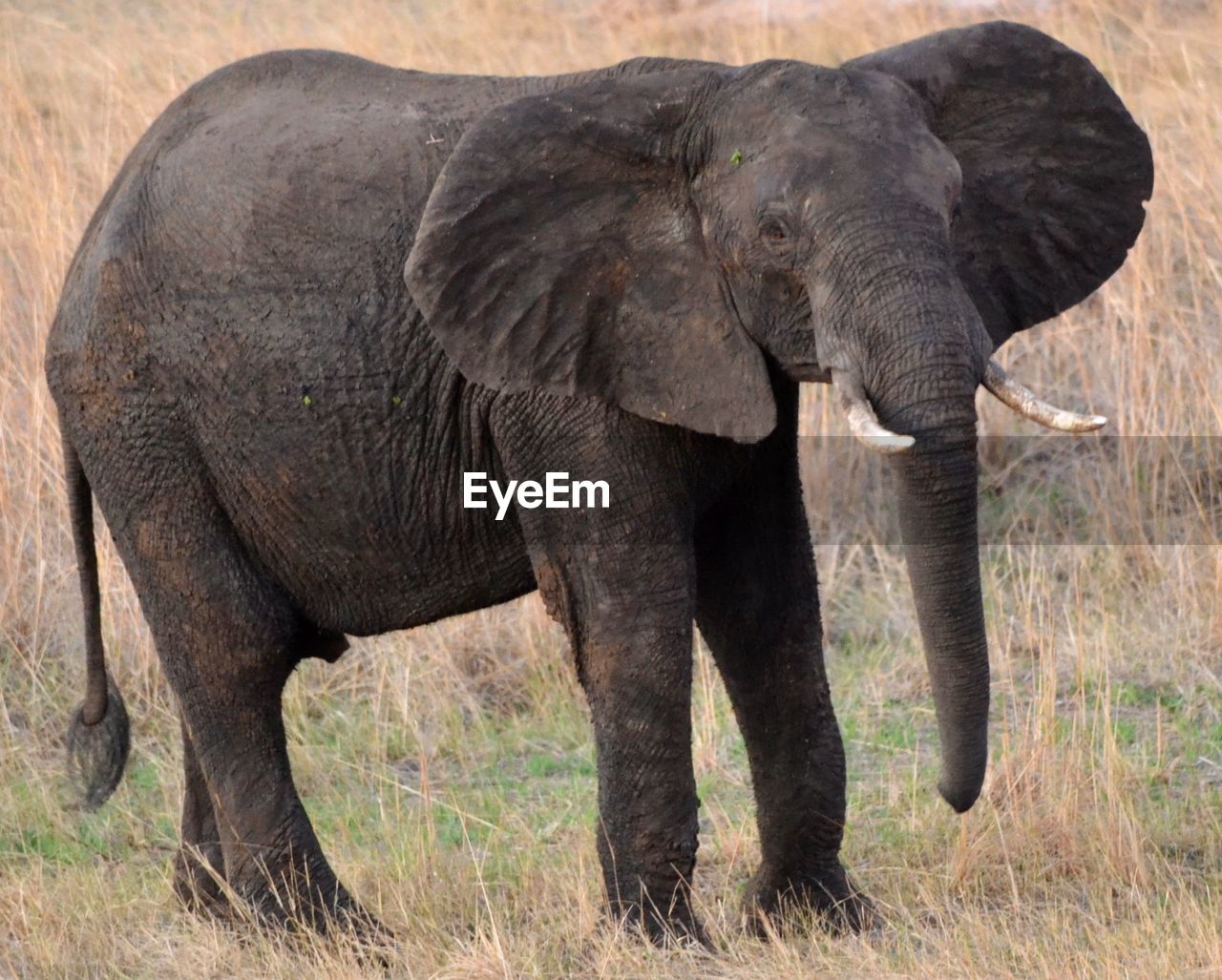 FULL LENGTH OF ELEPHANT IN A GRASS