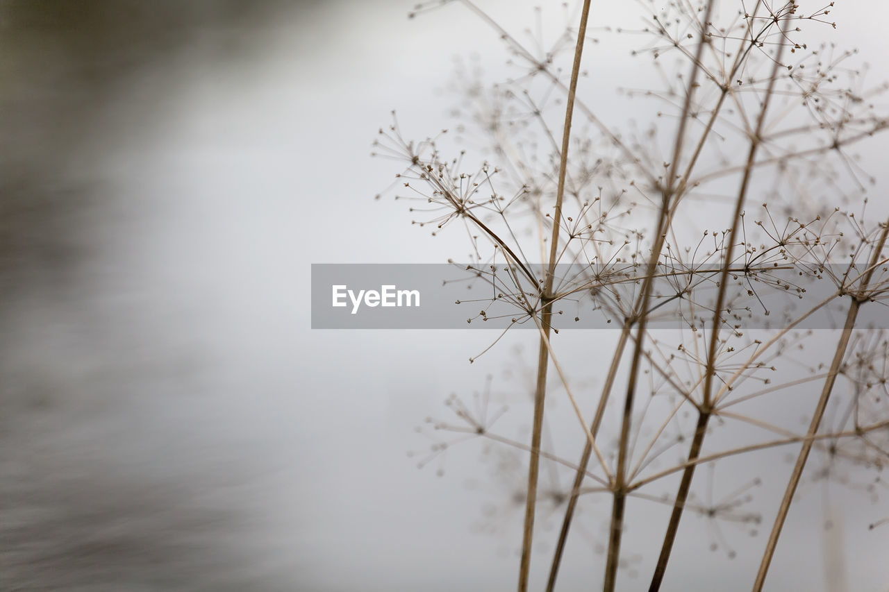 Close-up of tree against sky during winter