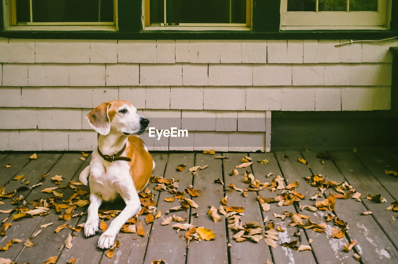 Dog day afternoon, sitting on porch with autumn leaves  