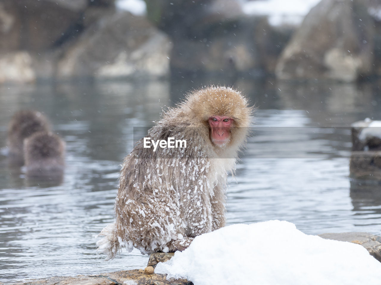 Japanese snow monkey in hot spring