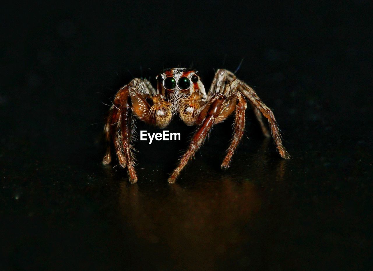 CLOSE-UP OF SPIDER IN BLACK BACKGROUND