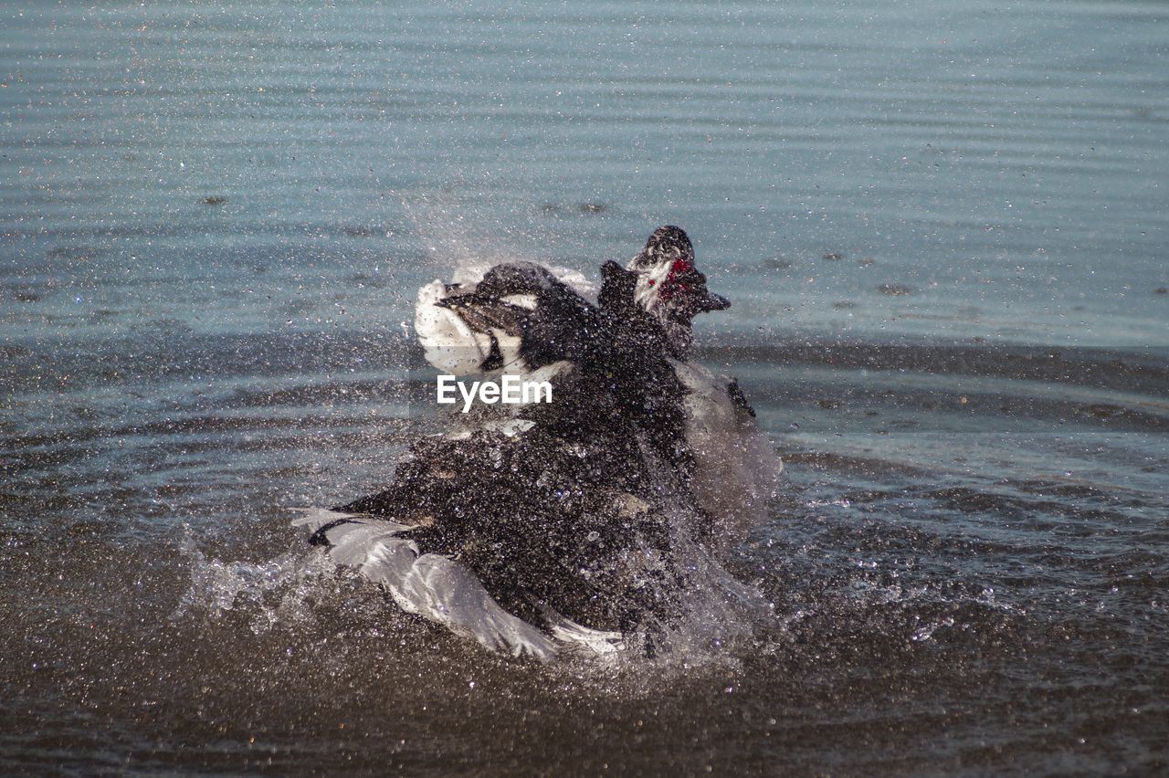 BIRD ON A SEA