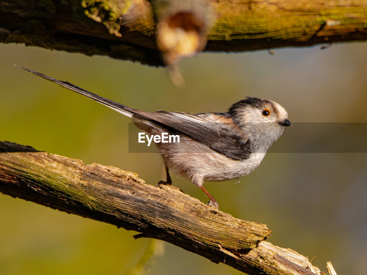 Close-up of bird perching on tree