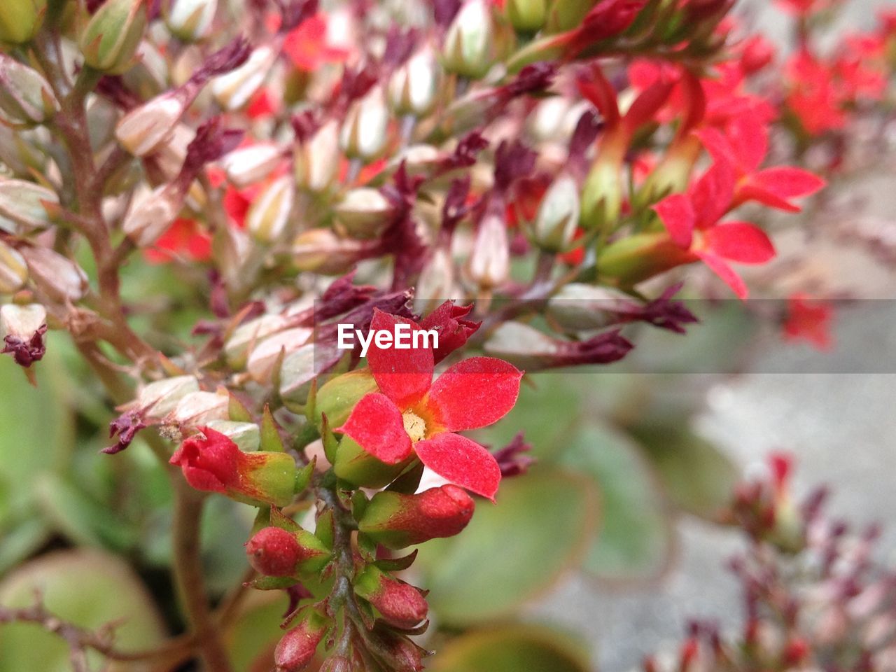 CLOSE-UP OF RED FLOWERING PLANT AGAINST TREE