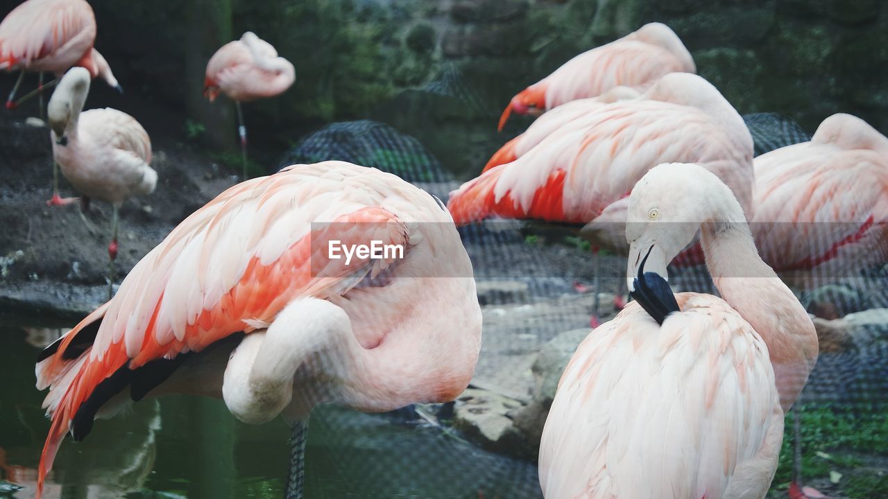 FLAMINGOS IN LAKE