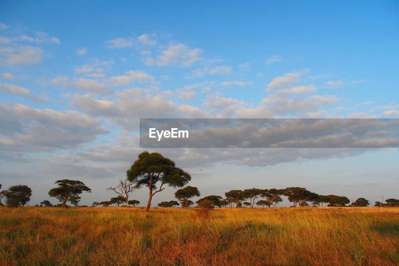 Trees on field against sky