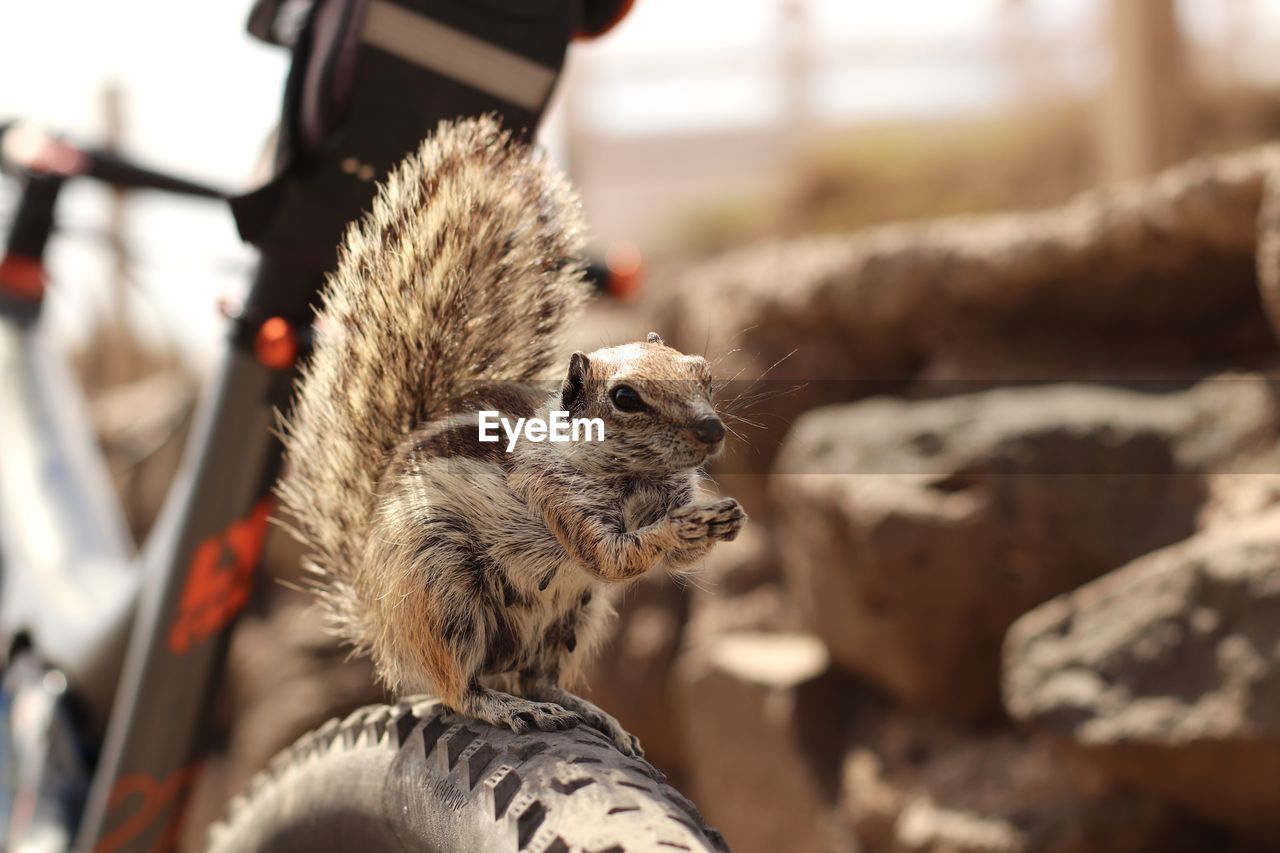 Close-up of squirrel on tire