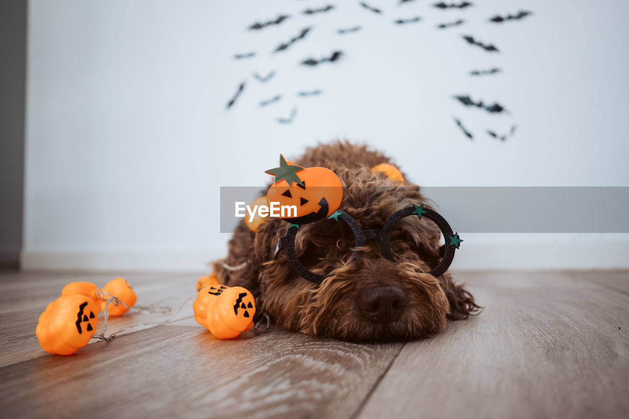 Scary spanish water dog in halloween costume at home. october holidays