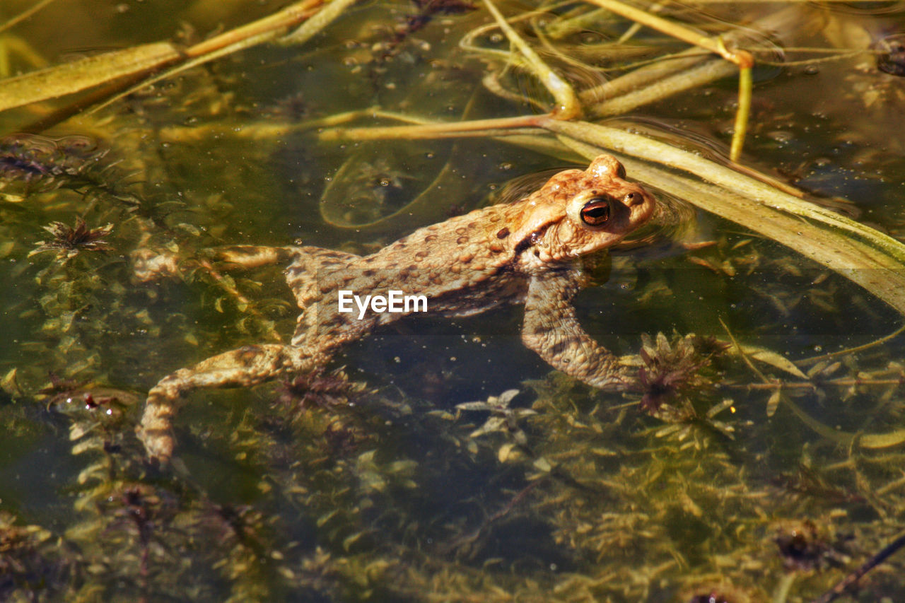 CLOSE-UP OF FROG IN SWIMMING POOL