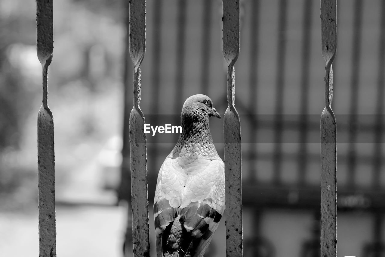 CLOSE-UP OF BIRD PERCHING ON WOOD