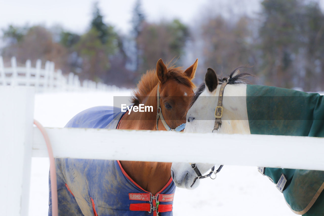 HORSES STANDING IN RANCH AGAINST SKY