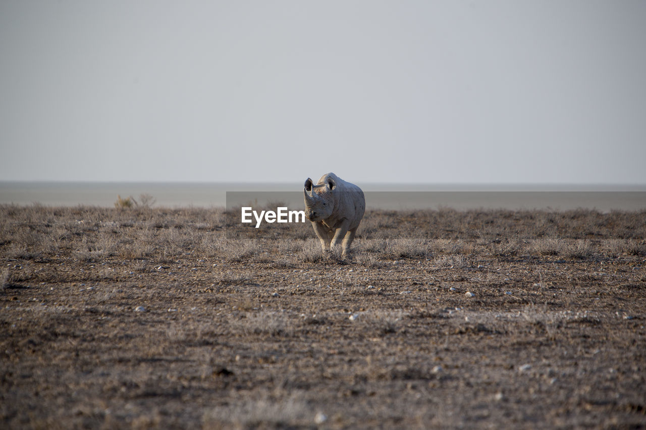 Rhinoceros on field against clear sky