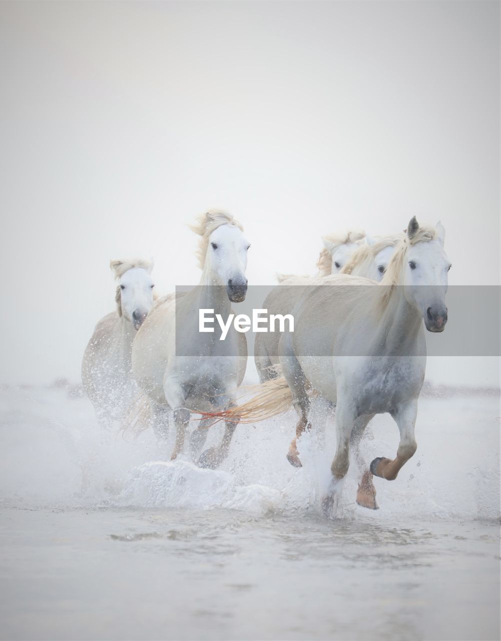 Herd of horses running in lake