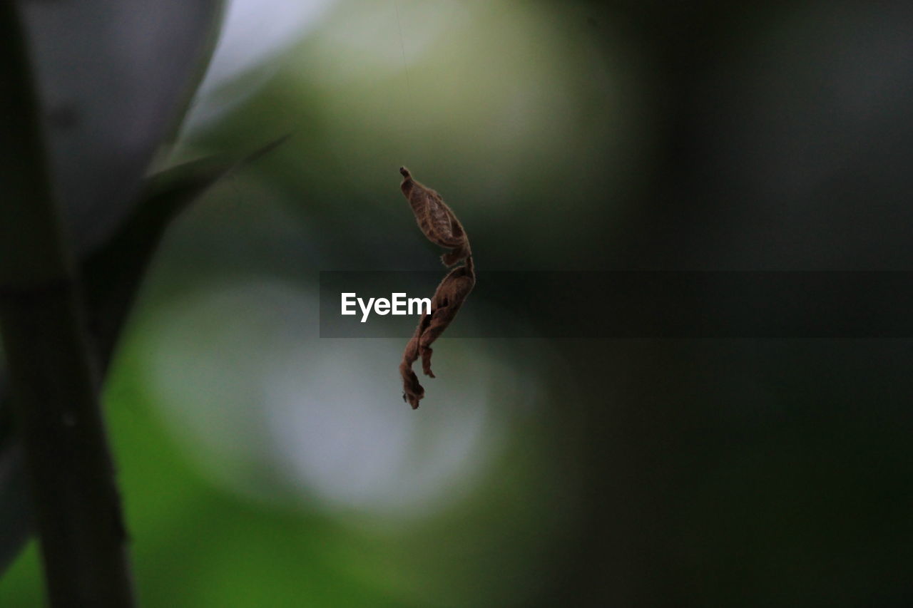 CLOSE-UP OF INSECT ON LEAF