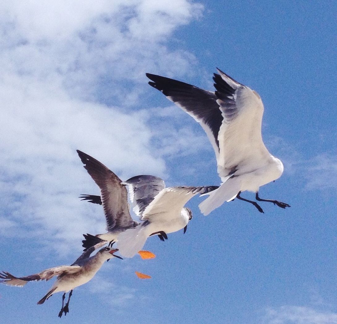 Low angle view of seagulls against blue sky