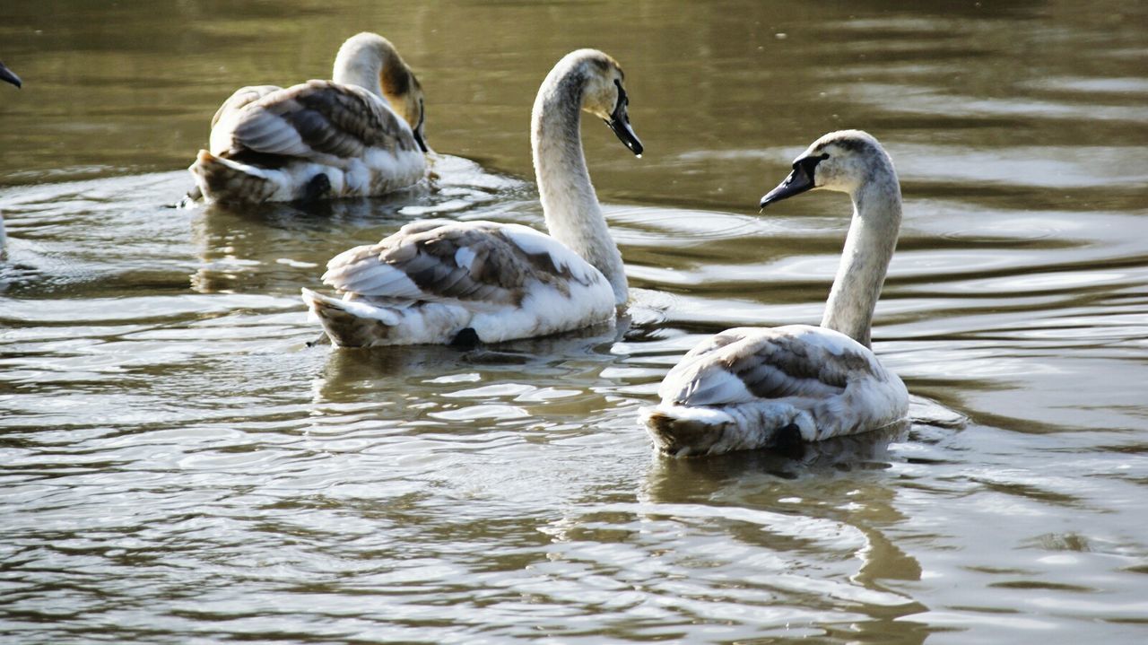 SWAN SWIMMING ON LAKE