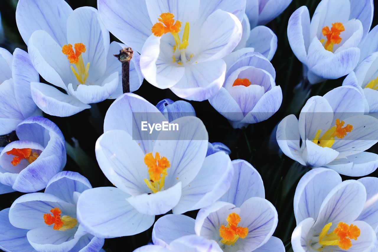 HIGH ANGLE VIEW OF FLOWERING PLANTS