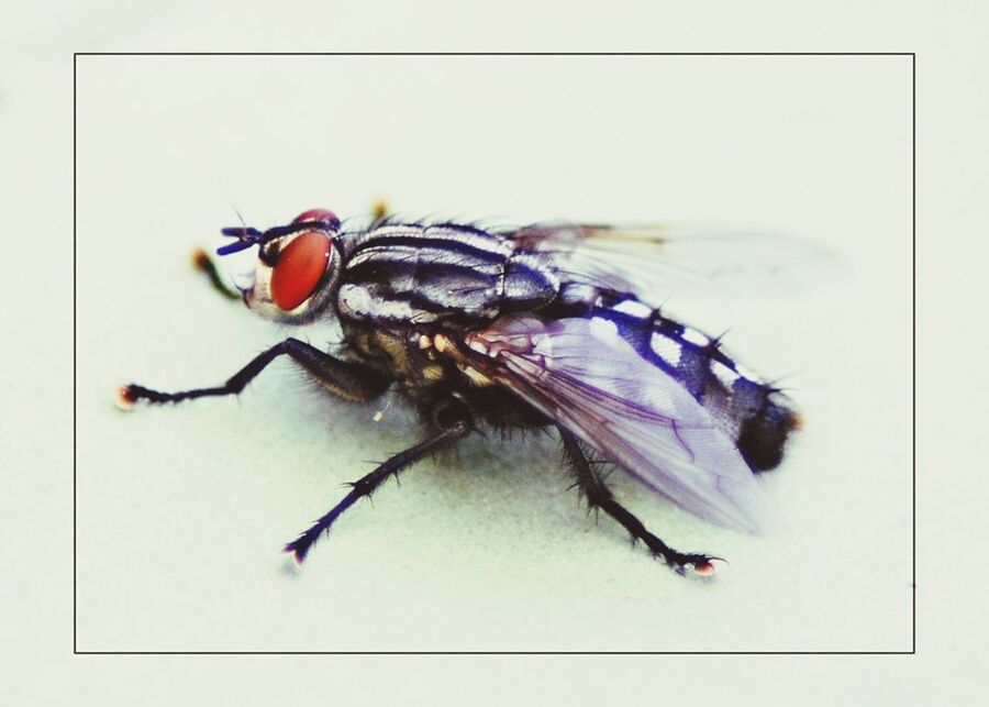 CLOSE-UP OF INSECTS ON WHITE BACKGROUND