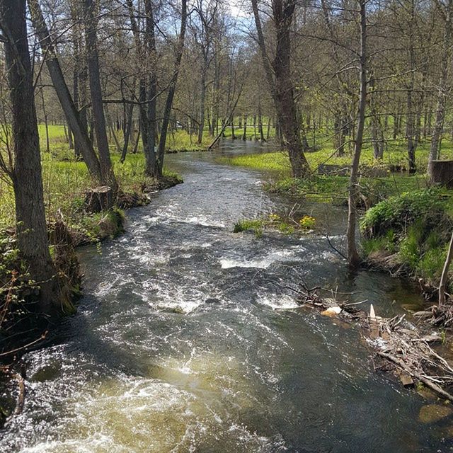 STREAM PASSING THROUGH FOREST