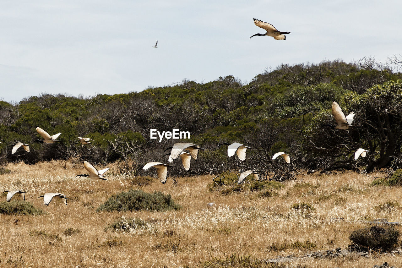 animal themes, animal, wildlife, animal wildlife, group of animals, bird, flying, large group of animals, nature, no people, flock of birds, plant, animal migration, sky, environment, day, flock, landscape, outdoors, grass, land, mid-air, spread wings, beauty in nature, tree