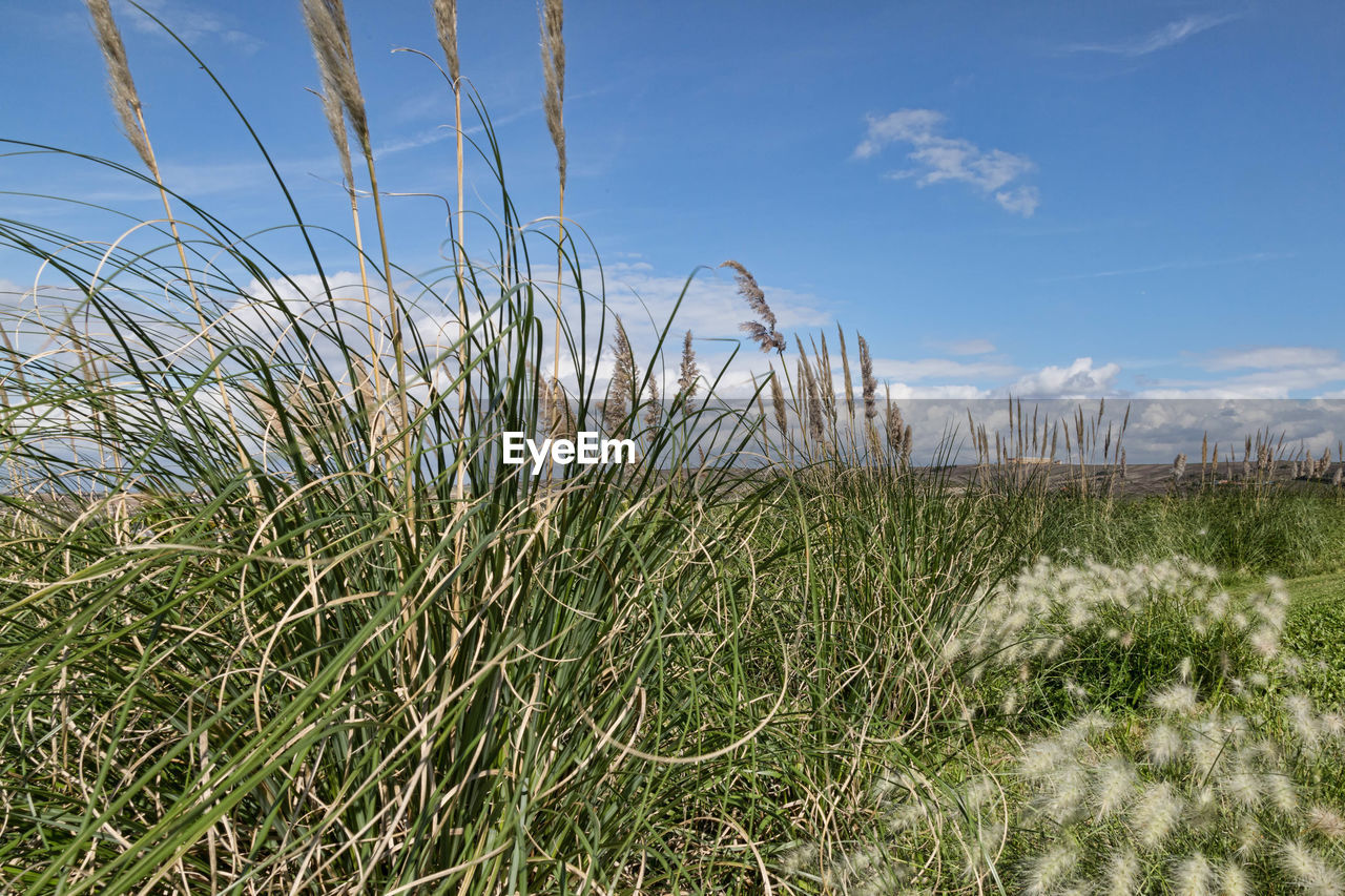 SCENIC VIEW OF GRASSY FIELD AGAINST SKY