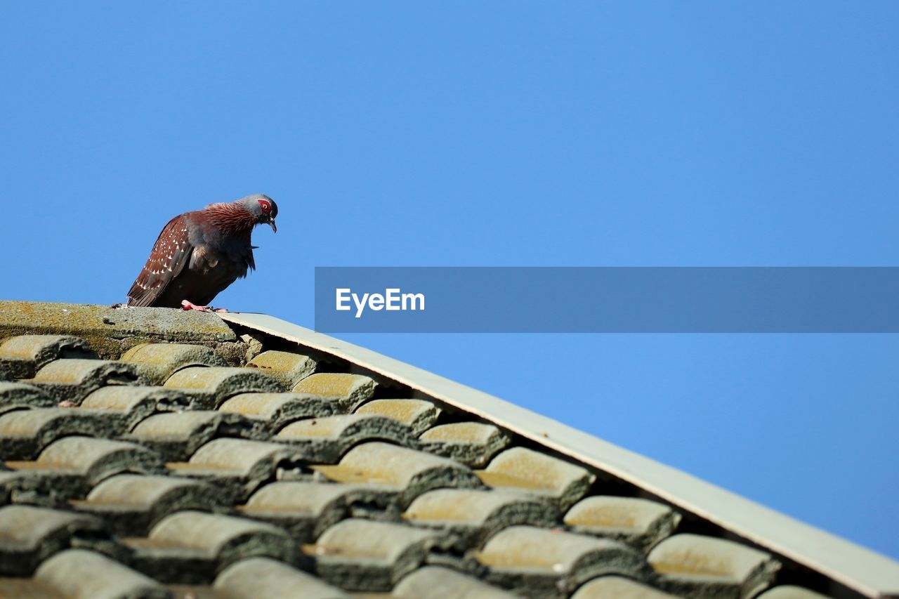 LOW ANGLE VIEW OF A BIRD ON ROOF AGAINST CLEAR SKY